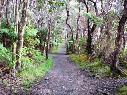 Path to Thurston tube in Volcano National Park